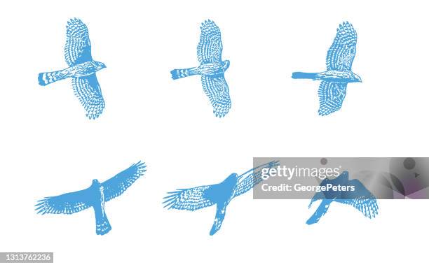 sequential illustrations of a cooper's hawk flying - goshawk stock illustrations