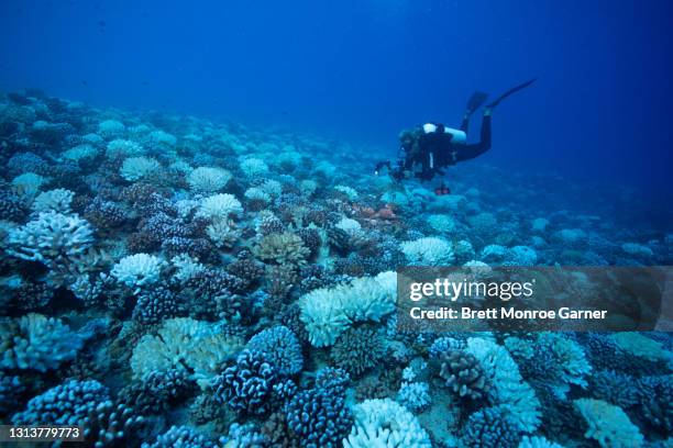coral bleaching - french polynesia - coral reefs stock pictures, royalty-free photos & images
