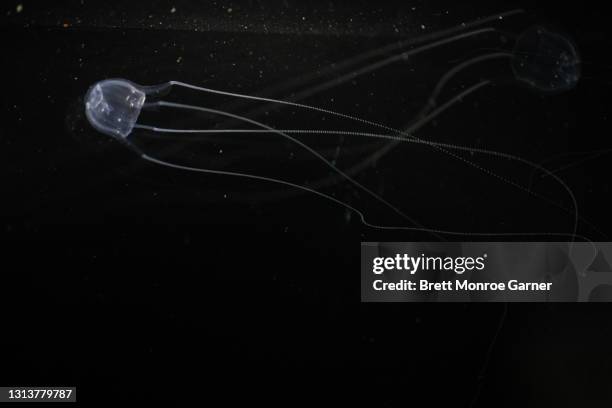 australian box jellyfish - cairns aquarium stock pictures, royalty-free photos & images