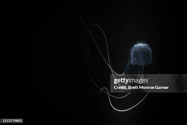 australian box jellyfish - fish sea water close up nobody foto e immagini stock