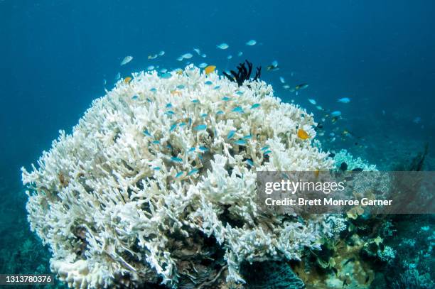 coral bleaching - great barrier reef stock-fotos und bilder