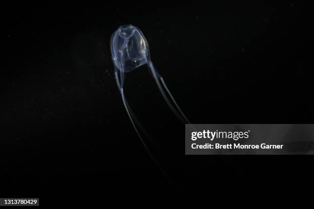 australian box jellyfish - cairns aquarium stock pictures, royalty-free photos & images