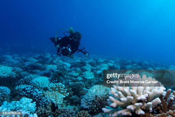 coral bleaching - french polynesia - coral madrépora fotografías e imágenes de stock