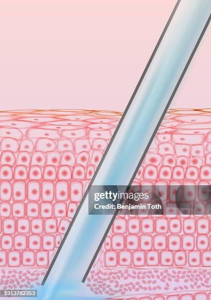 vaccine injection, needle in vein tissue cross section and red blood cells - vein muscle stock illustrations