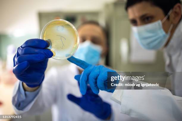 dos microbiólogos con máscaras protectoras mirando la placa de petri en laboratorio - microbiologist fotografías e imágenes de stock