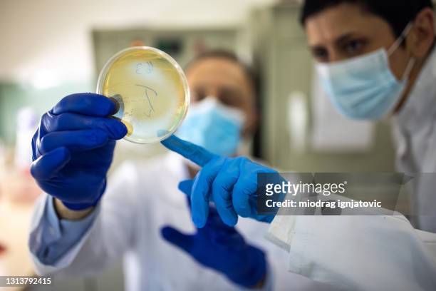 dois microbiologistas com máscaras faciais protetoras olhando para placa de petri em laboratório - resistente a antibiótico - fotografias e filmes do acervo