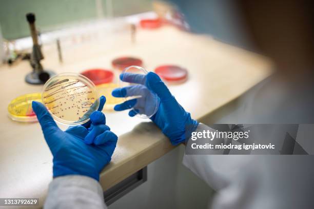 female microbiologist working with petri dishes in laboratory - mrsa stock pictures, royalty-free photos & images