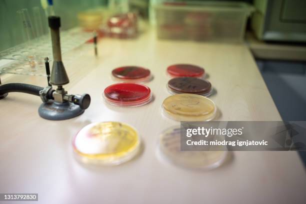petri dishes with bacteria culture samples in microbiology laboratory - mrsa stock pictures, royalty-free photos & images