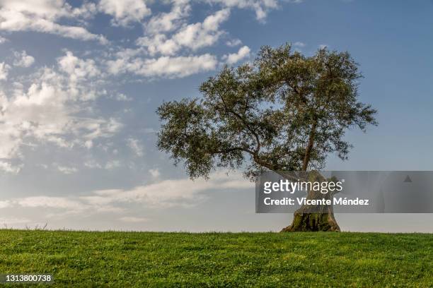 a single olive tree - single tree stock pictures, royalty-free photos & images