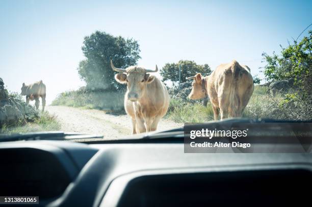 group of cows in the middle of a road. photo taken from inside a car. spain - cow eye stock pictures, royalty-free photos & images