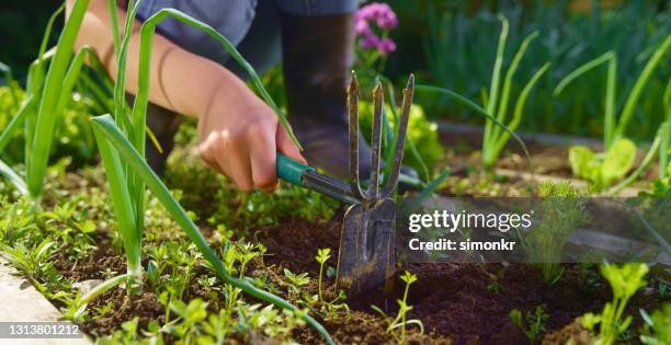 girl hoeing weeds in vegetable garden - weeding stock pictures, royalty-free photos & images