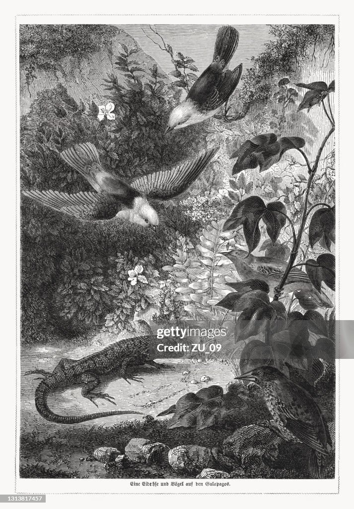 Lucertola e uccelli nelle Galapagos. incisione su legno, pubblicata nel 1868