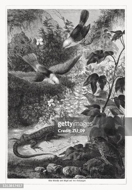 lizard and birds in galapagos. wood engraving, published in 1868 - darwin stock illustrations