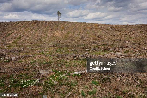 a large clear-cut with a lone pine tree in the background and a cloudy sky - ontbossing stockfoto's en -beelden