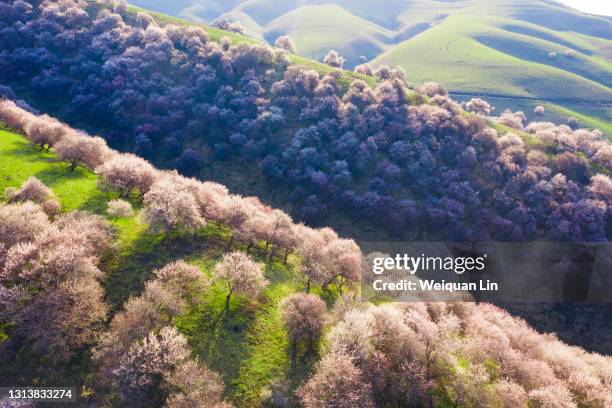 beautiful apricot flowers blooming in the valley - abricoteiro - fotografias e filmes do acervo