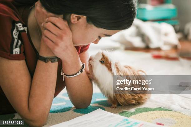 young female kissing her guinea pig at home - cochon d'inde photos et images de collection