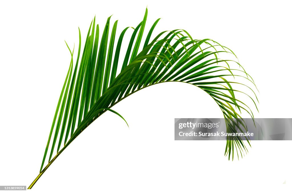 Palm leaves The green leaves of palm trees rests on white background.