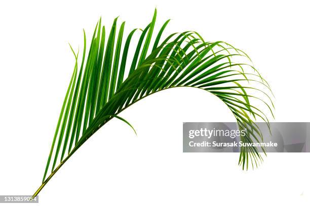 palm leaves the green leaves of palm trees rests on white background. - tropical tree - fotografias e filmes do acervo