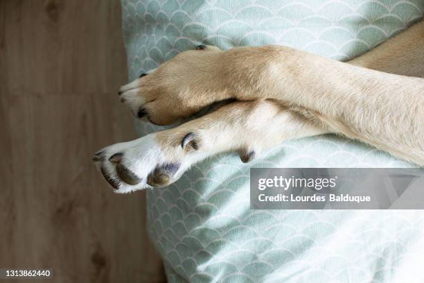 dog paws on his owner's bed - achterpoot stockfoto's en -beelden