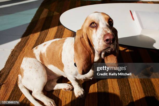 basset hound at home - hound ストックフォトと画像