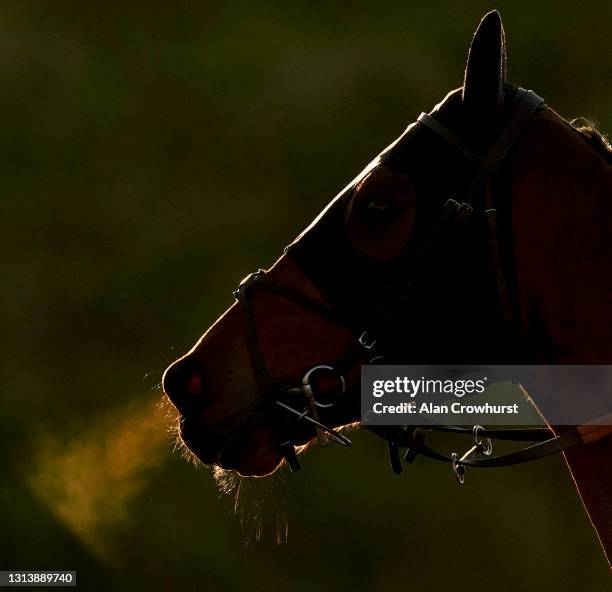 The low sun catches the breath of a horse at Chelmsford City Racecourse on April 22, 2021 in Chelmsford, England. Sporting venues around the UK...