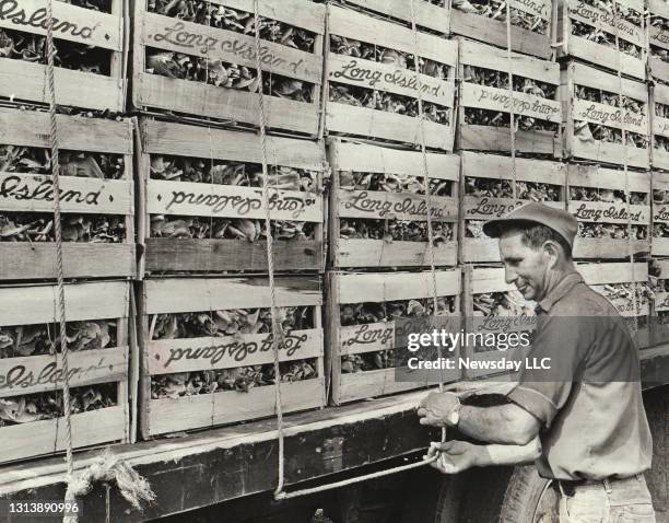 North Fork farmer Ed Bokina of Laurel, New York ties a rope to hold his crates of cauliflower onto his truck as he gets ready for the Long Island...