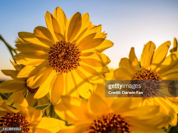 arrowleaf balsamroot flowers - back lit flower stock pictures, royalty-free photos & images