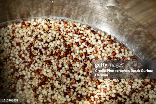 rinsed and soaked quinoa - quinoa stockfoto's en -beelden