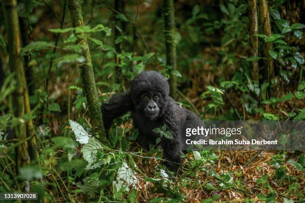 the front view of young mountain gorilla (gorilla beringei beringei) standing on all four nearby bamboos - leaflitter stock-fotos und bilder