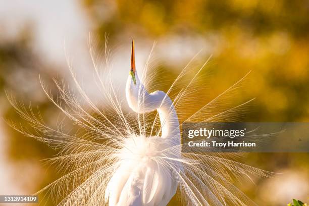 great egret displaying breeding plumage in golden light - everglades stock-fotos und bilder