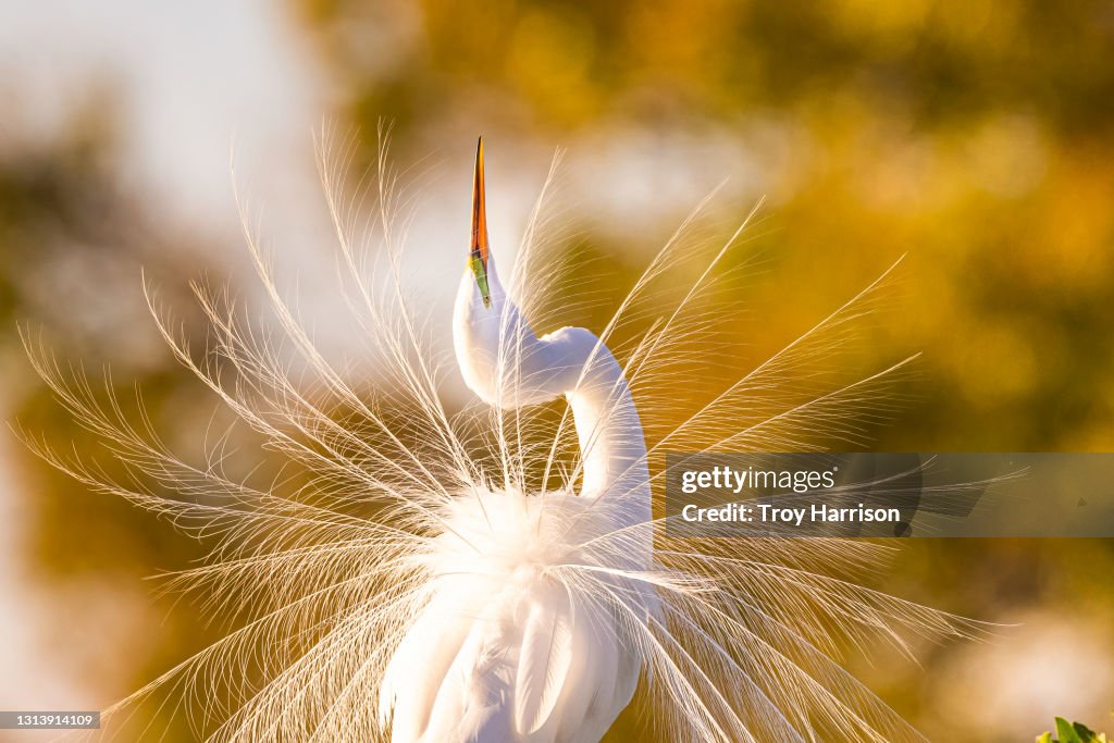 Great Egret Displaying Breeding Plumage in Golden Light