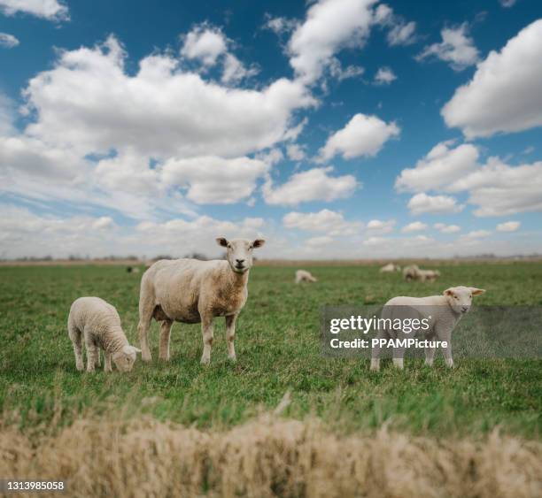 corderos primos sobre hierba verde - lamb fotografías e imágenes de stock