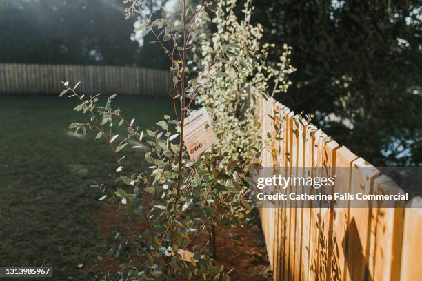 a freshly planted eucalyptus sapling against a fence in a garden - árbol de eucalipto fotografías e imágenes de stock