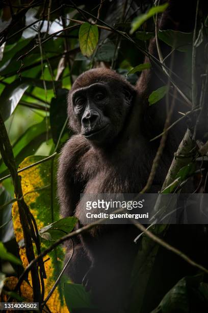 wildlife portrait of a western lowland gorilla in congo - western lowland gorilla stock pictures, royalty-free photos & images