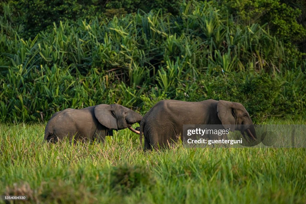 Rara inyección de elefantes forestales africanos en la selva tropical, Congo