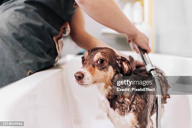 vandaag krijg ik de diepe schoonmaak. - washing tub stockfoto's en -beelden