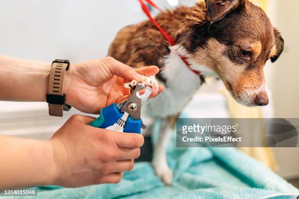 skärande hundspik med nagelklippare - nagelklippare bildbanksfoton och bilder