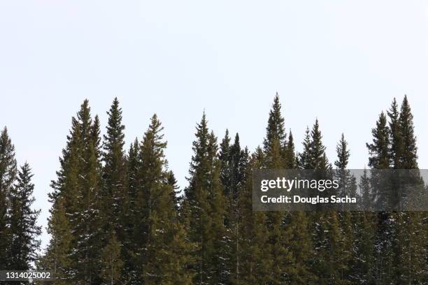 tree line of pines - rodeado de árvores imagens e fotografias de stock