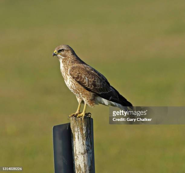 common buzzard [buteo buteo] - eurasian buzzard stock pictures, royalty-free photos & images
