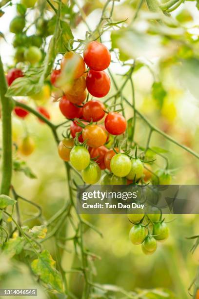 organic cherry tomatoes garden - high quality - tomato greenhouse stock pictures, royalty-free photos & images