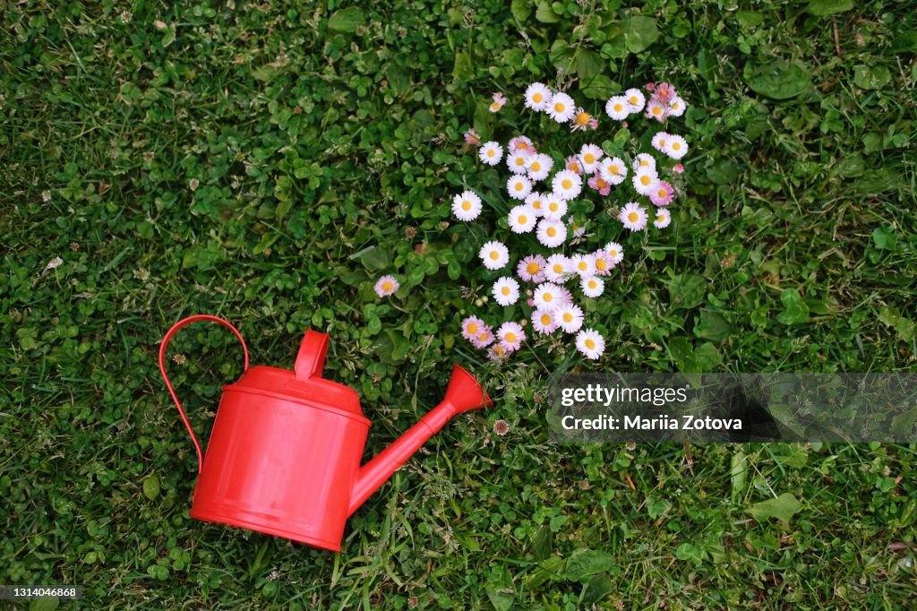 A picture of summer  for a garden store. Red watering can and flowers