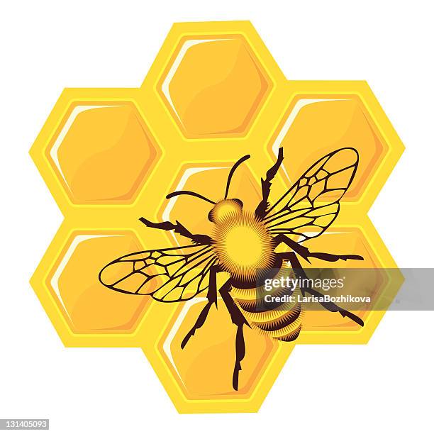 861点のミツバチイラスト素材 Getty Images 861点のミツバチイラスト素材 Getty Images
