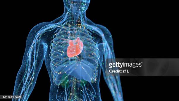 計算機生成的人類身體器官 - cardiovascular system stockfoto's en -beelden