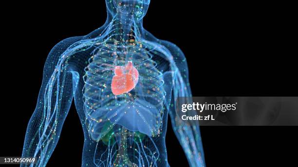 計算機生成的人類身體器官 - human internal organ stock pictures, royalty-free photos & images