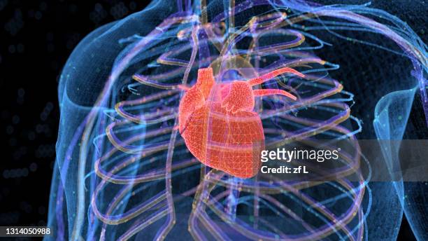 計算機生成的人類身體器官 - cardíaco fotografías e imágenes de stock