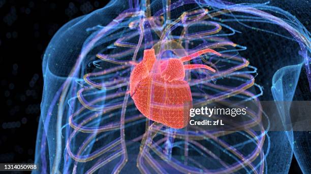 計算機生成的人類身體器官 - cardiovascular system stockfoto's en -beelden