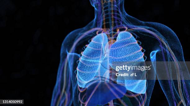 計算機生成的人類身體器官 - apparato respiratorio foto e immagini stock