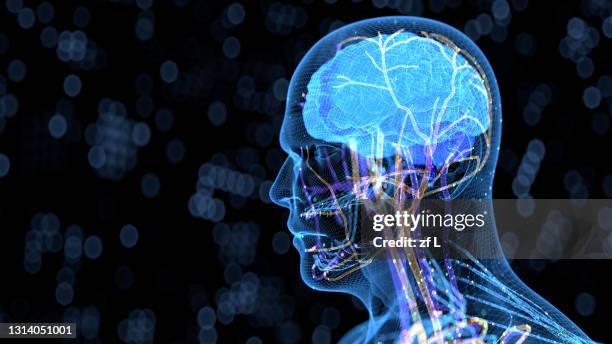 計算機生成的人類身體器官 - nervous system stock pictures, royalty-free photos & images