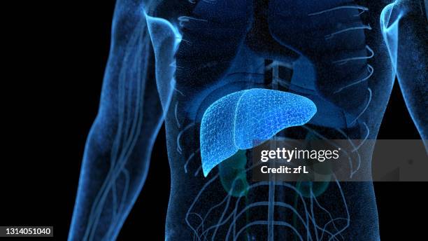 計算機生成的人類身體器官 - hepatitis fotografías e imágenes de stock