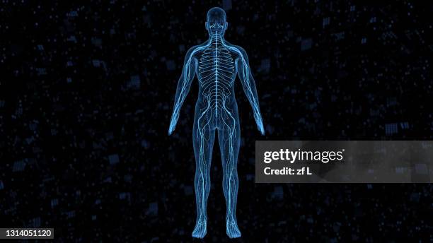 計算機生成的人類身體器官 - circulatory system hand fotografías e imágenes de stock